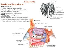 They are located within the ethmoid bone. Nasal Cavity Boundaries Of The Nasal Cavity Roof Formed By Ppt Video Online Download