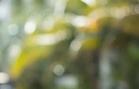 Caroline Dell, Of Counsel