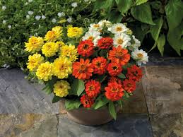 In addition, it exhibits excellent. Grow It Now Profusion Zinnias Explosive Easy Color Sakata Ornamentals