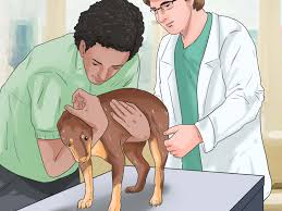 Learn how fda brings new oncology treatments to market and questions to ask your vet about your dog's cancer diagnosis. How To Know If Your Dog Has Cancer 11 Steps With Pictures