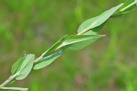 Image result for Turritis