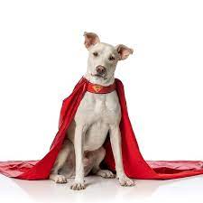 Hangout with trusted kkc members, find safe crypto fun, crypto news and information in krypto club! Rescue Dog To Play Krypto In Titans Season 3 Superman Homepage