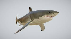This Is A Preview Of Carcharodon Carcharias Or Great White Shark Model For Cinema 4d Br Available On Cgtrader Br Https W Great White Shark Shark 3d Model