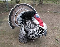 Wild Birds That Look Like Turkeys Meet Bubba Thode Family Farm Narragansett Turkey Turkey Breeds Pet Birds
