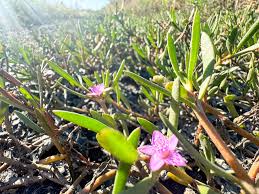 Image result for Sesuvium