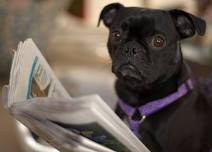 Read to a Dog (Middletown)