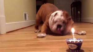 Check spelling or type a new query. Desi S Not So Sure About His Birthday Pup Cake Youtube