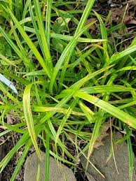 Image result for Lipocarpha nana