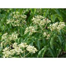 Image result for Tetradium glabrifolium