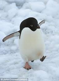 Researchers measured sea ice duration with a microwave satellite 3. Penguins Are Dying Because Of Climate Change Claim Scientists Daily Mail Online