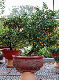 The kumquat tree is native to south asia and the bonsai is the reproduction of natural tree forms in miniature. Bonsai Creations Fetch Handsome Sums As Tet Symbols Vnexpress International