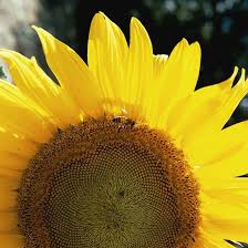 Maybe you would like to learn more about one of these? Yellow Flowers For Your Garden Better Homes Gardens