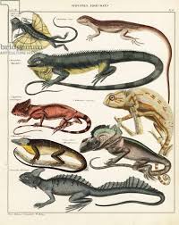 Image result for Anolis punctatus