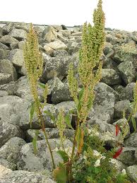 Image result for Rumex