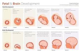 Desai Fetal Development Edit New Jpg 1000 647 Prenatal Development Fetal Development Fetus Development