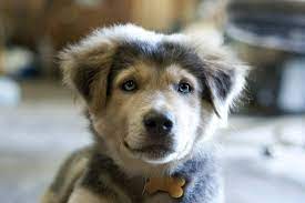 And yes, it will be big, and it will be fluffy. 9 Facts About The Golden Retriever Husky Mix Aka Goberian Animalso