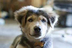 9 Facts About The Golden Retriever Husky Mix Aka Goberian Animalso
