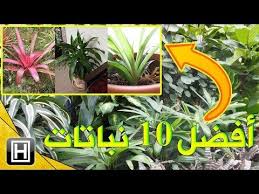 افضل عشرة نباتات لهواء نظيف والتخلص من سموم المنزل Youtube Plants 10 Things Decor