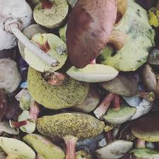 War Pilzesammeln Spandau Berlin Spandauerforst Pilze Mushrooms Pilze Stuffed Mushrooms Vegetables Food