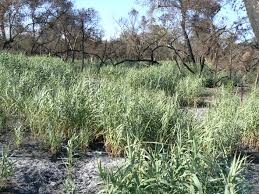 Image result for Arundo donax