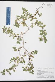 Image result for Acanthospermum australe