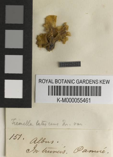 Reciente informe de Kew Gardens logra digitalizar más de 7 millones de plantas y hongos del mundo | Ladera Sur