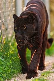 Male Black Panther Walking Black Panther Cat Jaguar Animal Panther Cat