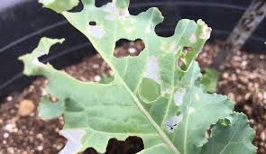 葉がボロボロ ヨトウムシ 夜盗虫 の予防 駆除方法について Lovegreen ラブグリーン