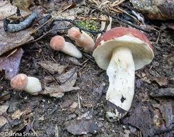 Image result for Xanthoconium sp.
