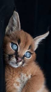 Jardin Des Chats Magnifique Please Zoom In On The Eyes The Fine Lined Shape Encircling The Animaux Mignons Animaux Animaux Exotiques