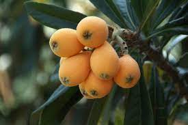 The tree which bears the delicious loquat fruit is an evergreen native to china and japan but now grown in many parts of south east asia. How To Grow A Loquat Tree In Hot Dry Climates Garden Of Luma