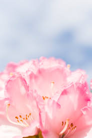 Blue is considered a calming colour, making it the perfect choice for bedrooms. 100 Pink Flower Images Download Free Pictures On Unsplash