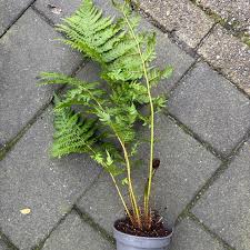 Image result for Cyathea