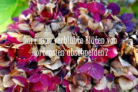 Beim schneiden von hortensien sind viele hobbygärtner unsicher, da dazu zählen nur zwei arten: Darf Man Verbluhte Bluten Von Hortensien Abschneiden Das Ist Ratsam