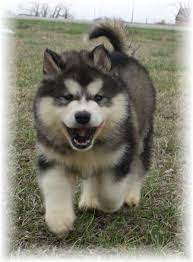 Our puppies for sale, come from 20 years of the finest lines found in the world today. Colorado Alaskan Malamute Breeders