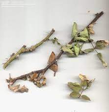 Avoid putting containers in trays, bowls, or saucers. Roses Could This Be Caused By Overwatering 1 By Bairie