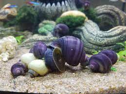 The zucchini is now ready to be served to hungry fish. Just A Pile Of Snails Eating Zucchini Aquaticsnails