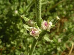 Image result for Bergia