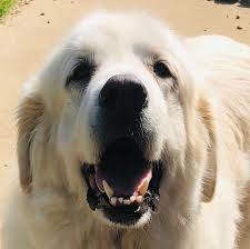 The company manufacturing the drugs claims they are safe, but there have been over 26,000 dogs with reported side effects, and over 300 dog deaths. Are Comfortis And Trifexis Saving Pyrs In Need Spin Facebook