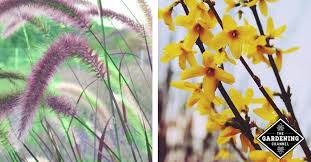 To get your desired result from clay soil you have to amend and. Top Plants That Grow In Clay Soil Gardening Channel
