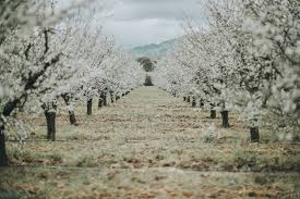 What is now being referred to as a 20 year drought in california has caused many problems … wine grape harvest has begun in the central valley of california. Visiting The Almond Blossoms Near Sacramento And Davis