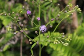 Image result for Vernonia cinerea
