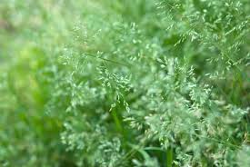 Image result for Poa binata