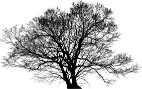 Download Leafless Winter Tree Silhouette Icons Png Free Png And Icons Downloads