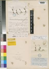 Image result for Ophioglossum gomezianum