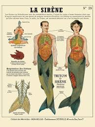 La Sirene Mermaid Print Affiche Cabinet De Curiosites Etsy Mermaid Print Mermaid Art Mermaid