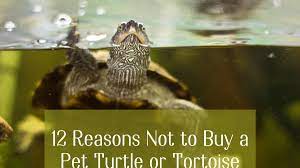 We have combined 25 years of reptile husbandry and breeding expertise to put together a fantastic array of exotic reptiles for sale. 12 Reasons Not To Buy A Pet Turtle Or Tortoise Pethelpful