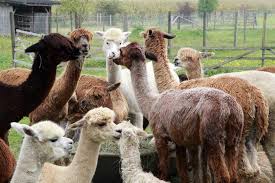 Check spelling or type a new query. How Much Do Alpacas Cost State By State Guide Ohio Wyoming