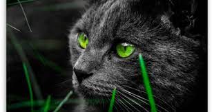Cat Hd Desktop Wallpaper Widescreen High Definition Fullscreen Mobile Dual Monitor Cat Wallpaper Cats Cat Greens