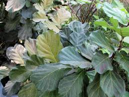8 years ago, right after i got married, one of the first things i did was buy some houseplants for our apartment. What Is A Fiddle Leaf Fig Tips For Growing Fiddle Leaf Figs In The Garden